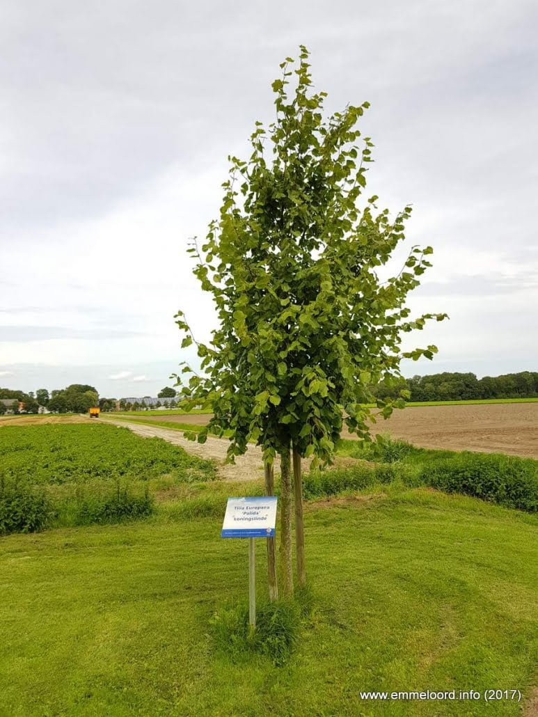 Kroningsboom - Kroningsboom-1.jpg