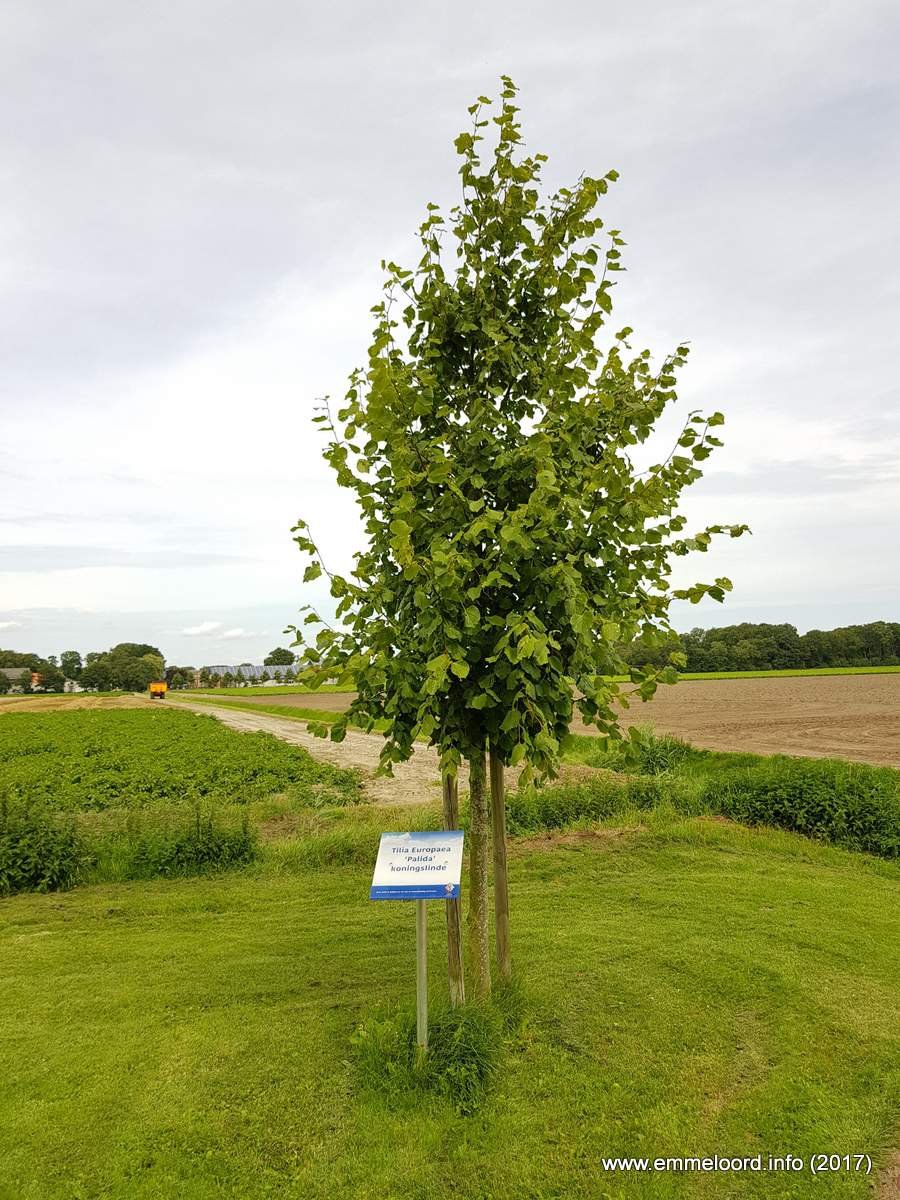 Kroningsboom - Kroningsboom-1.jpg