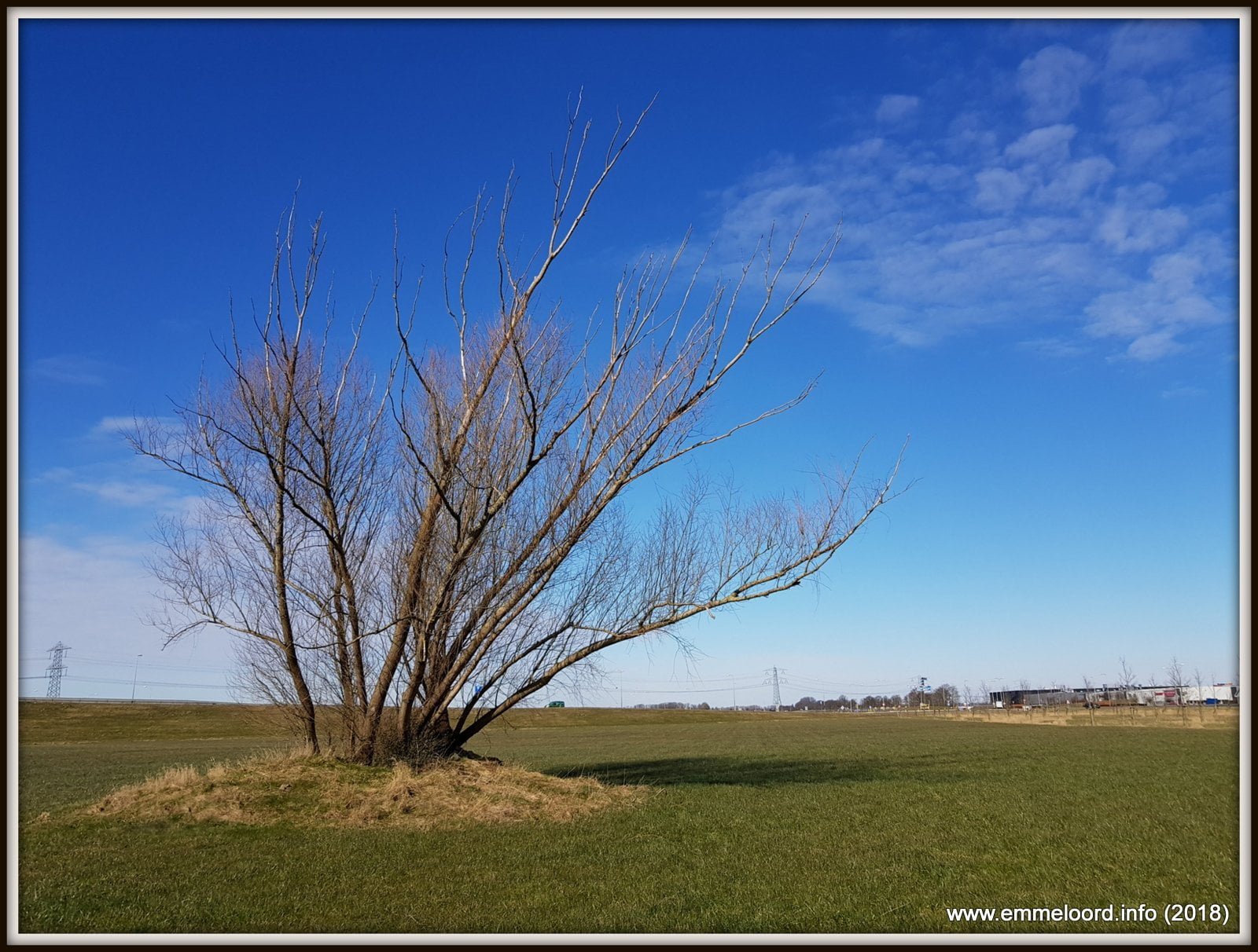 Oudste boom van Flevoland